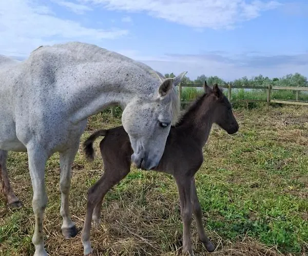 Casa de Férias Mas De Bonnafoux